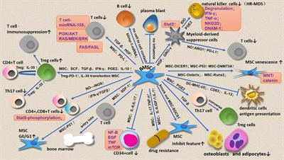 The immunological role of mesenchymal stromal cells in patients with myelodysplastic syndrome